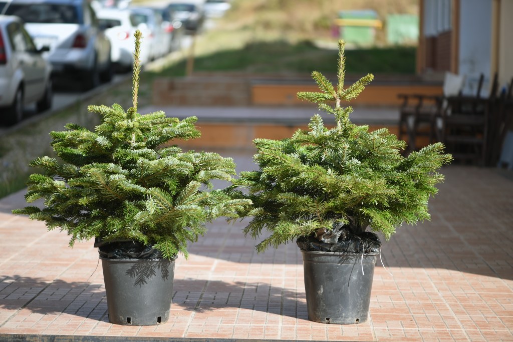 Πώς Φροντίζουμε Ένα Φυσικό&nbsp;Έλατο