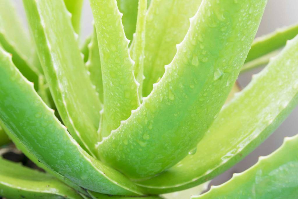 Αλόη βέρα με πράσινα παχιά φύλλα.