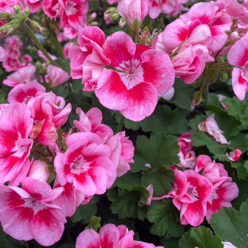 Ανθισμένα γεράνια με κόκκινα άνθη.