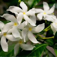 Λευκό γιασεμί Jasminum officinale σε γλάστρα με πλούσια ανθοφορία.