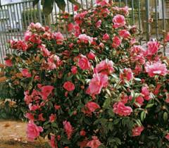 Καμέλια με έντονα ροζ άνθη σε κήπο