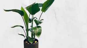 Στερλίτσια σε γλάστρα με μεγάλα πράσινα φύλλα