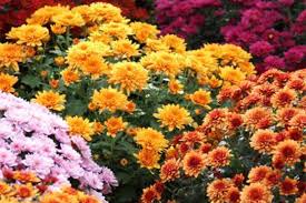 Πολύχρωμα χρυσάνθεμα σε ανθοφορία